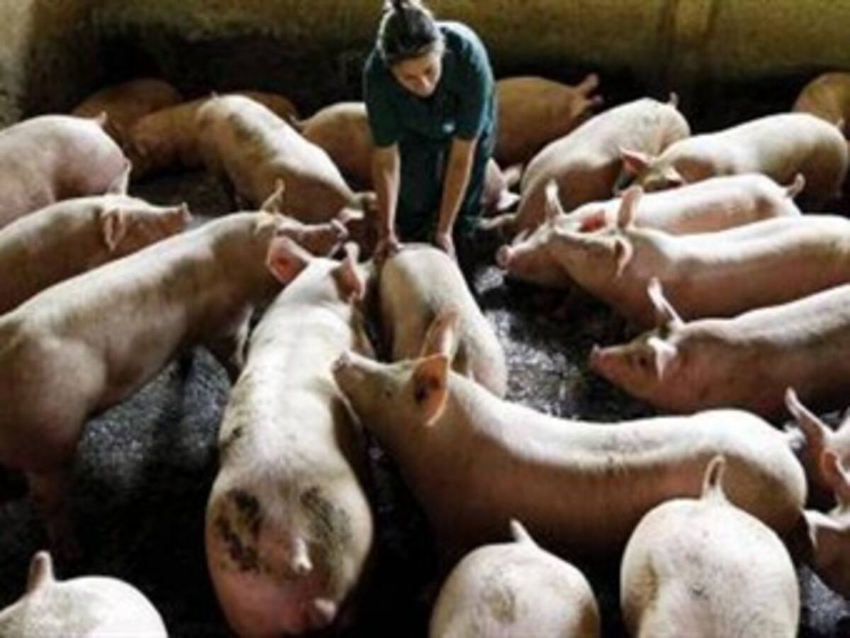 Neiva se quedó sin carne