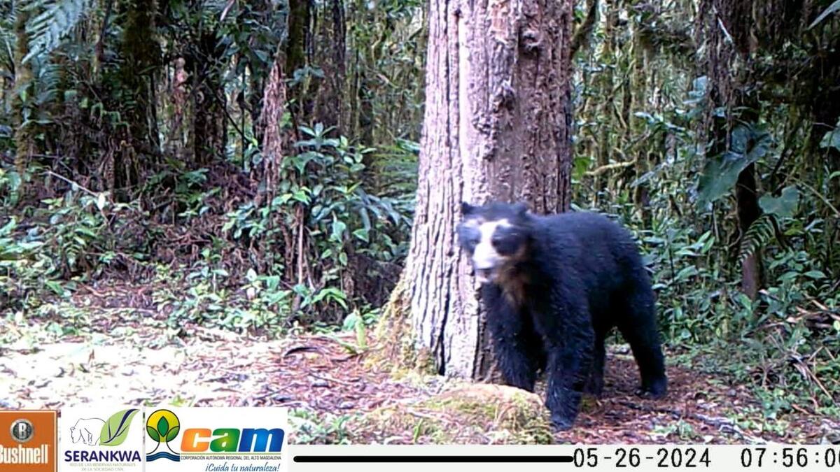 Izumi, el oso de anteojos que reapareció tras cuatro años