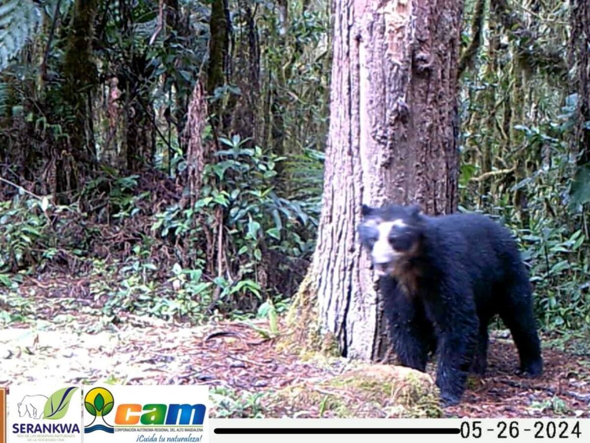 Izumi, el oso de anteojos que reapareció tras cuatro años