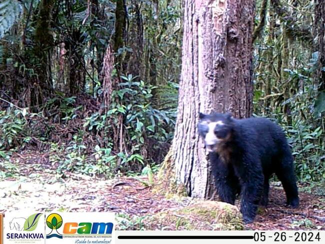 Izumi, el oso de anteojos que reapareció tras cuatro años