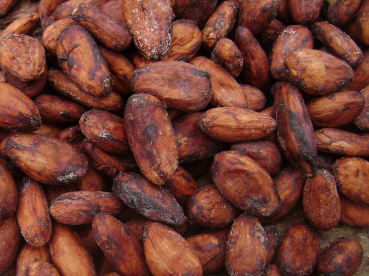 El Huila busca exportar cacao orgánico