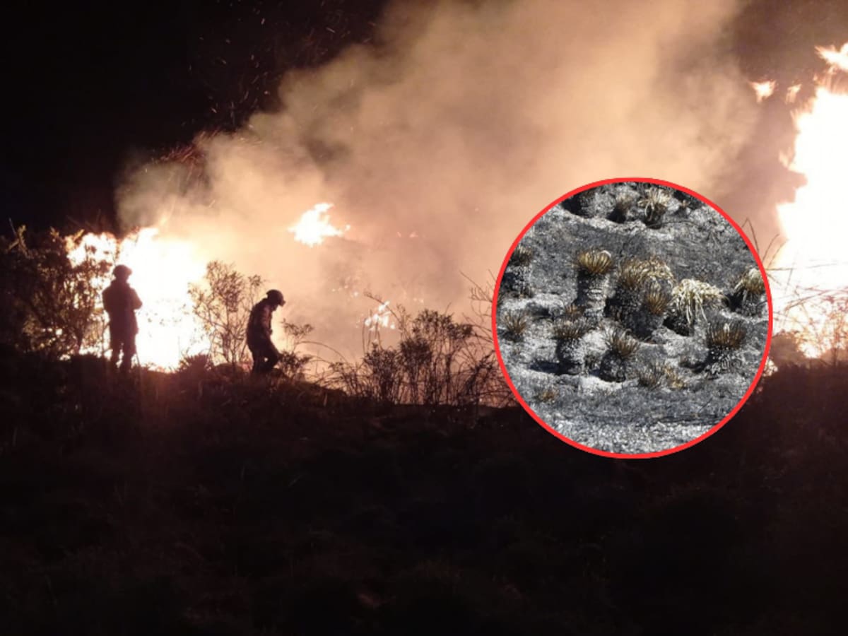 Imágenes del Incendio Chingaza: Así quedaron las 147 hectáreas afectadas por las llamas