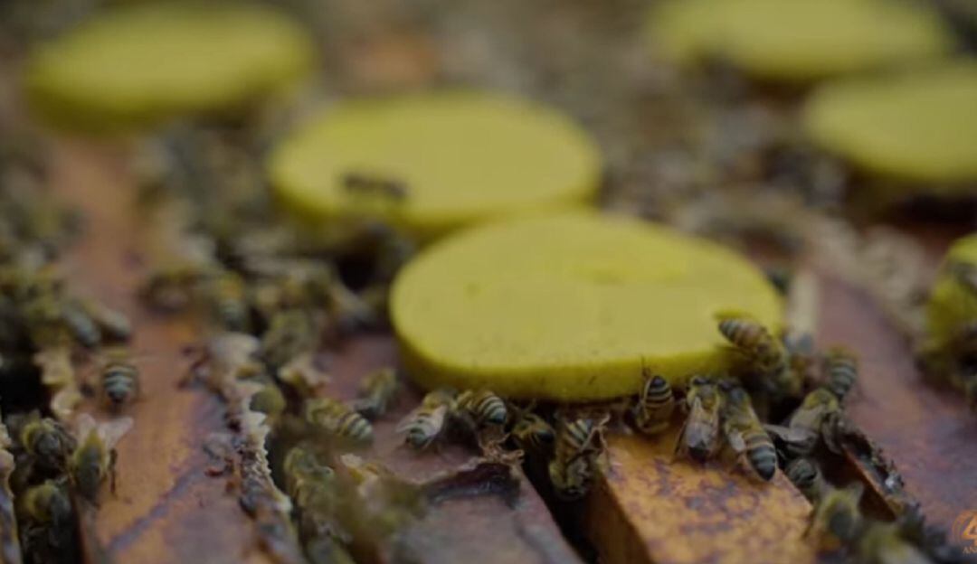 Abejas en busca de alimento