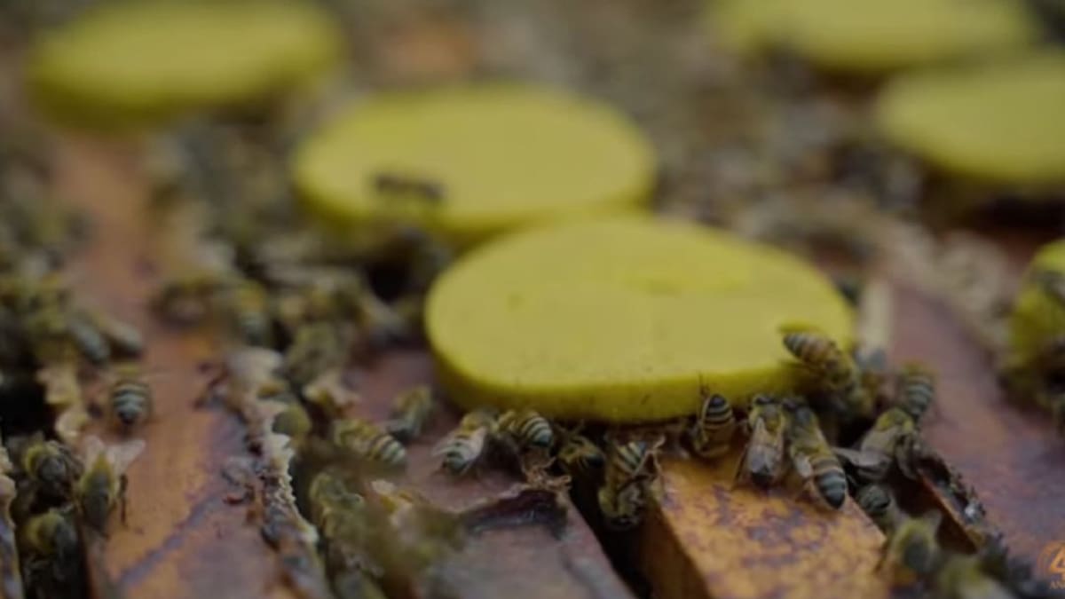 Torta nutricional para abejas desarrollan universitarios en el Cauca