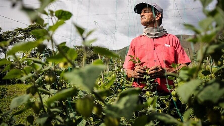 El Ministerio de Agricultura informó que a la fecha se han ayudado a un total de 3 millones de campesinos.. Foto: Colprensa
