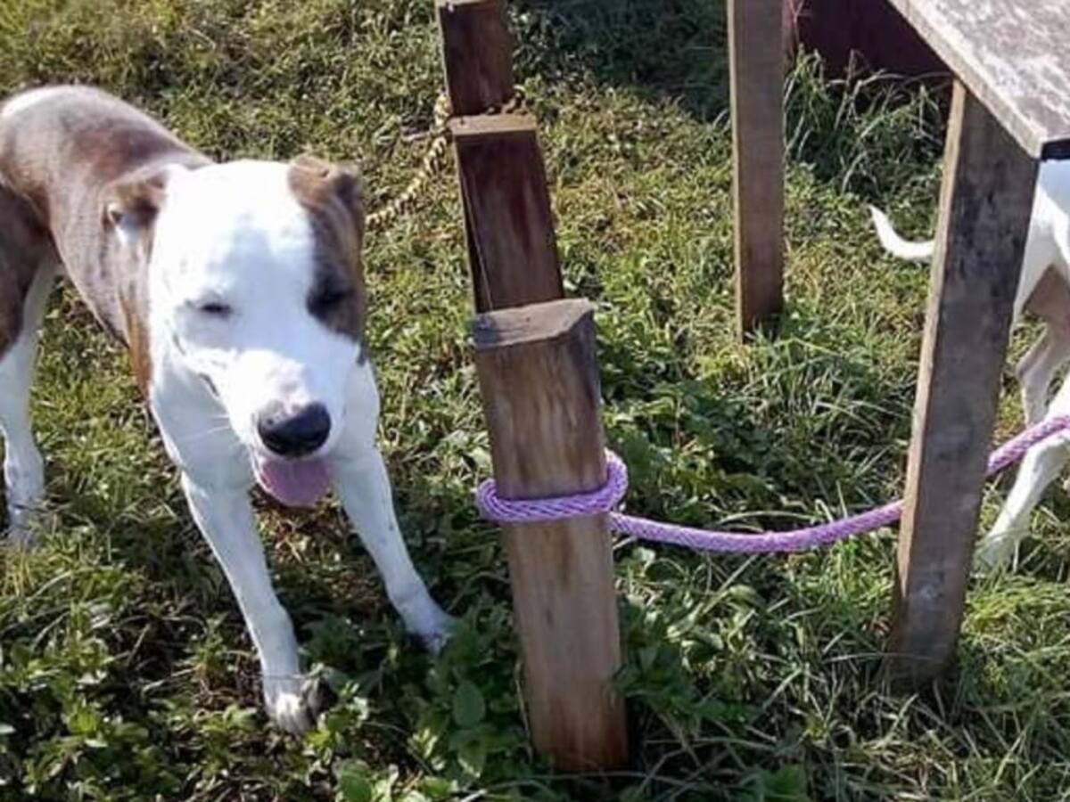 Menor de 13 años murió por ataque de dos Pitbull en Manrique, Medellín