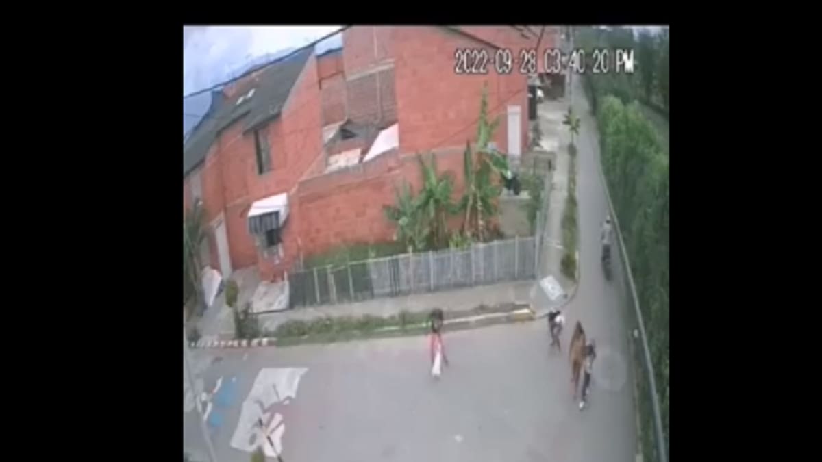 Indignación ha causado el maltrato a un gato por parte de menores de edad en Palmira