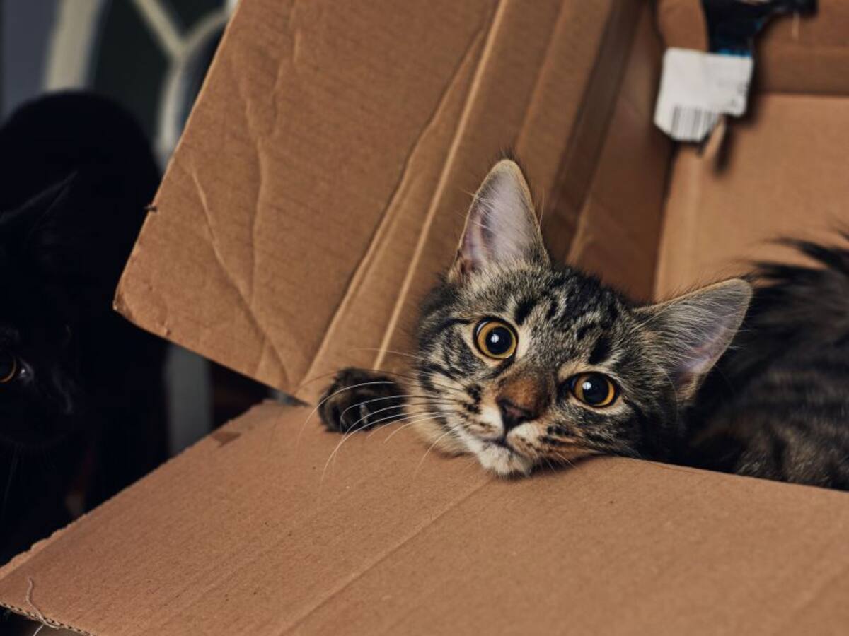 “Lo que engancha del gato es que no sabes cuándo te hará caso”