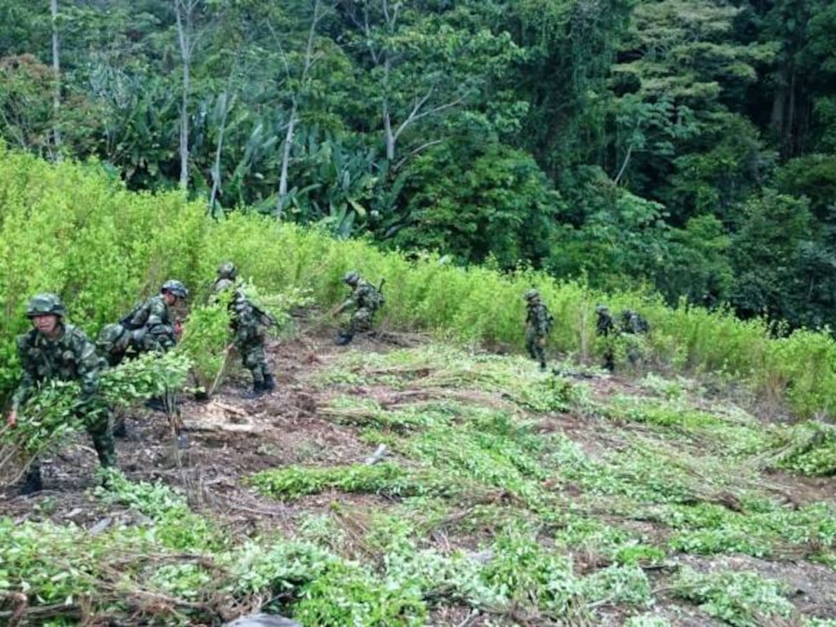Destruyen cultivo de 37 mil matas de coca