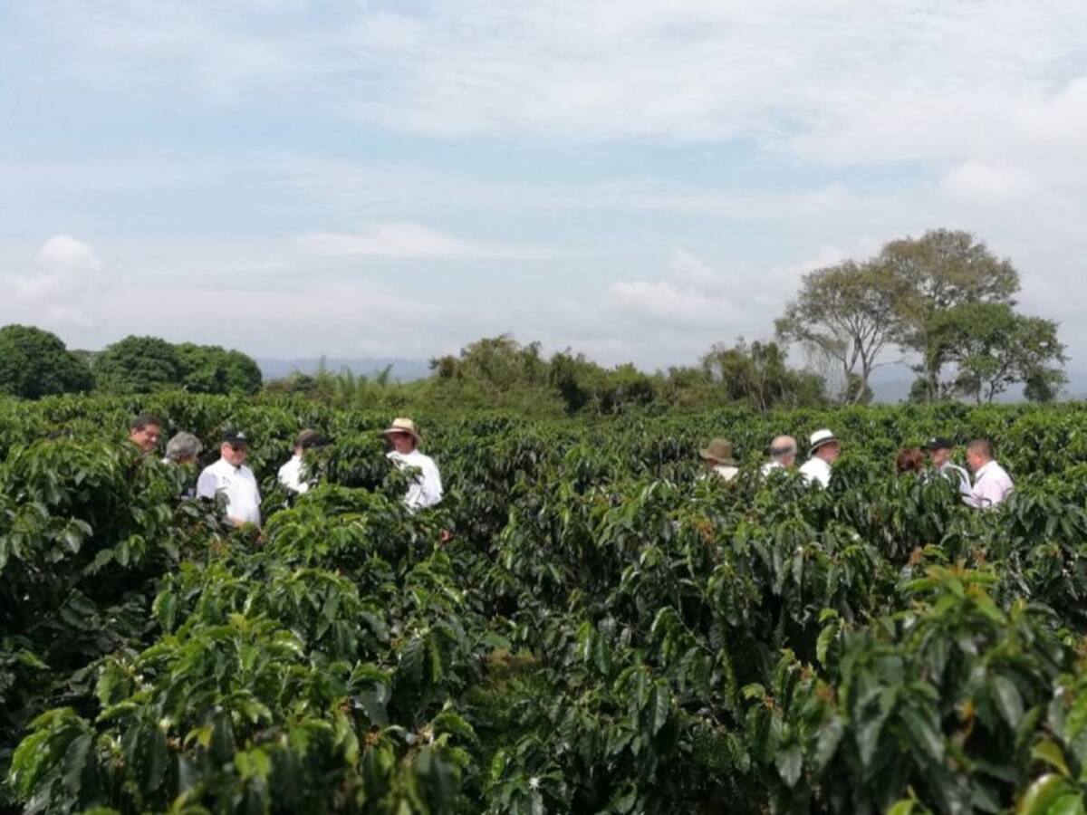 Huila sigue liderando la caficultura en Colombia
