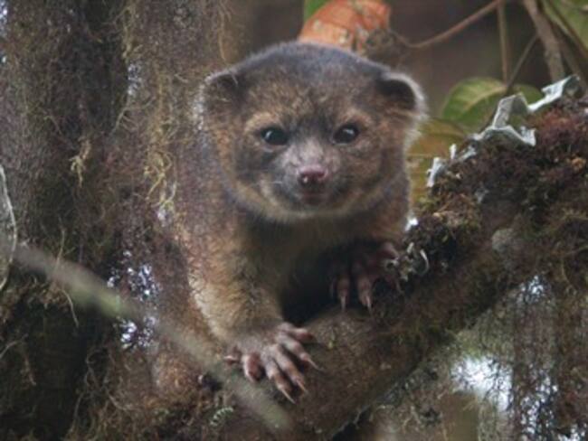 Descubren nueva especie de mamífero en Colombia