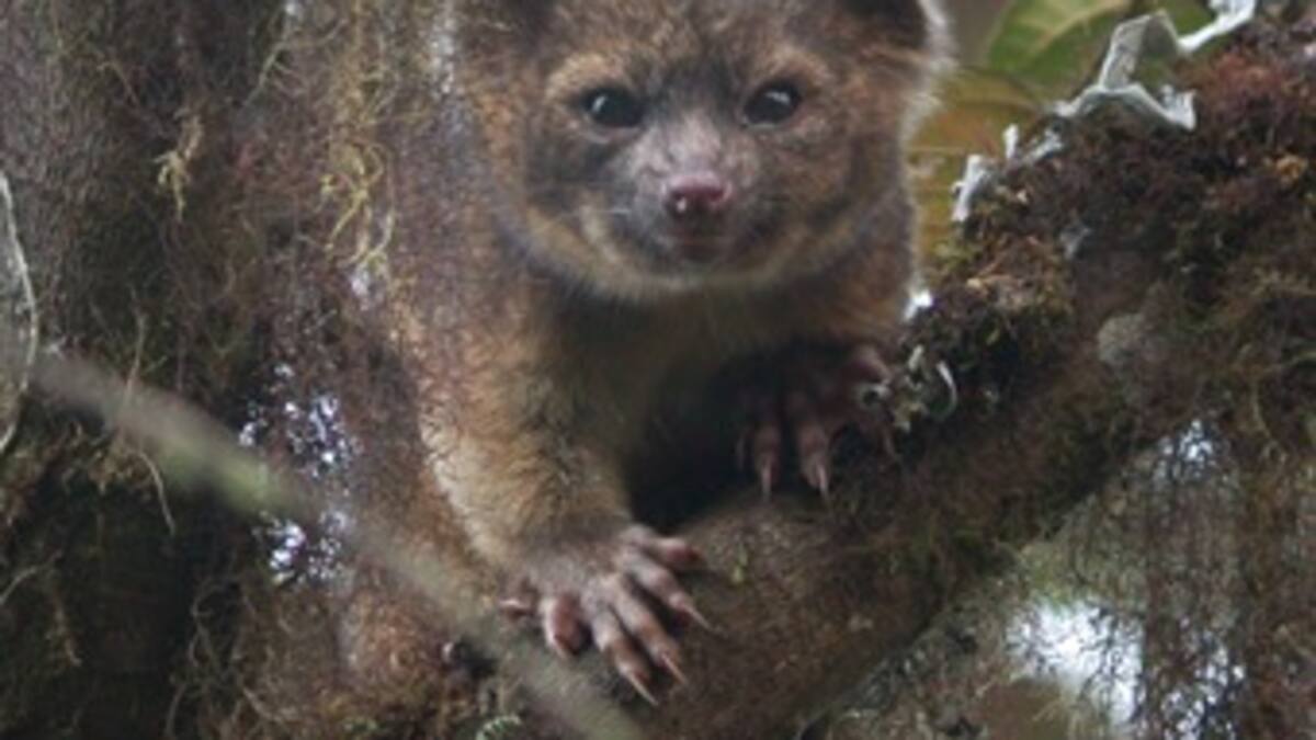Descubren nueva especie de mamífero en Colombia