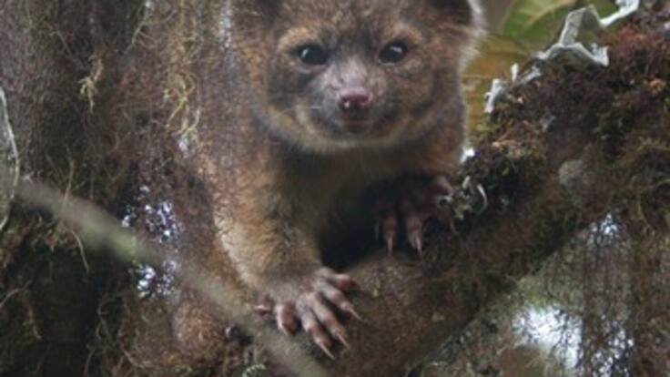 Descubren nueva especie de mamífero en Colombia