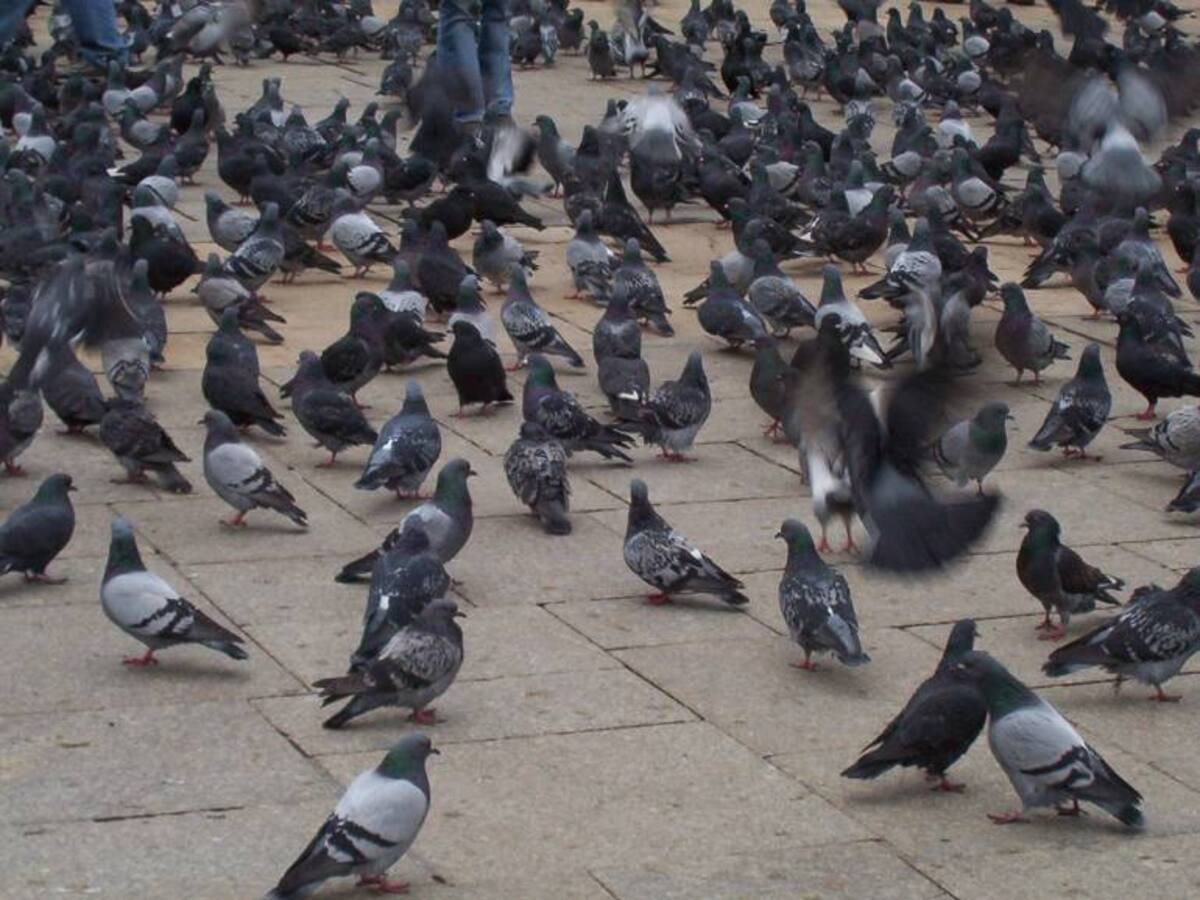 Palomas urbanas, un potencial riesgo para la salud