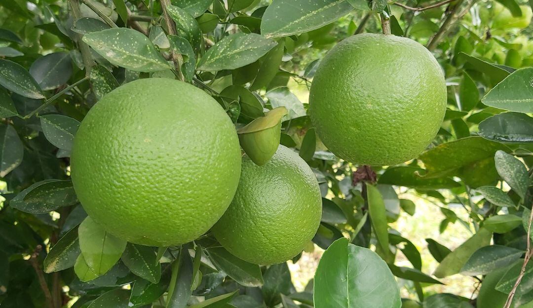 Uno de los clones de naranja margaritera para la región Caribe.