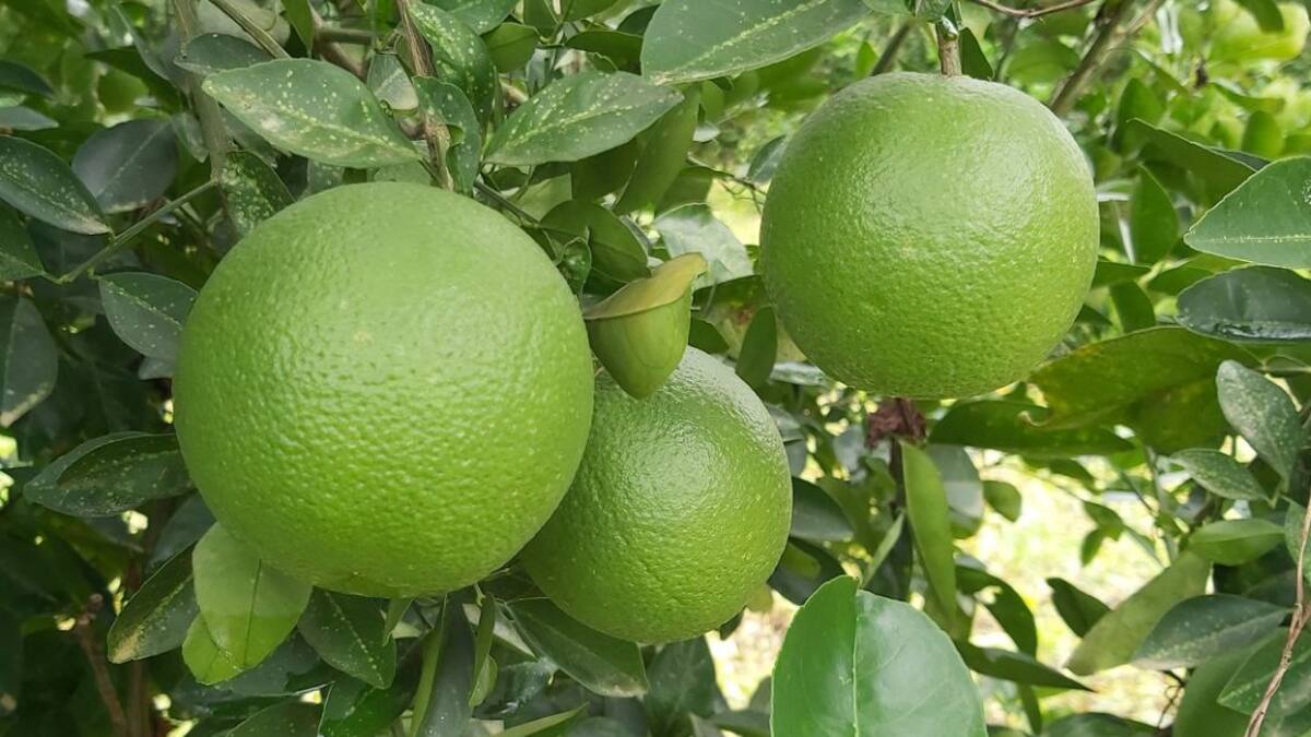 Agrosavia entregó dos nuevos clones de naranja para la zona Caribe