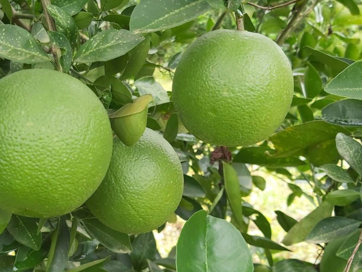Agrosavia entregó dos nuevos clones de naranja para la zona Caribe