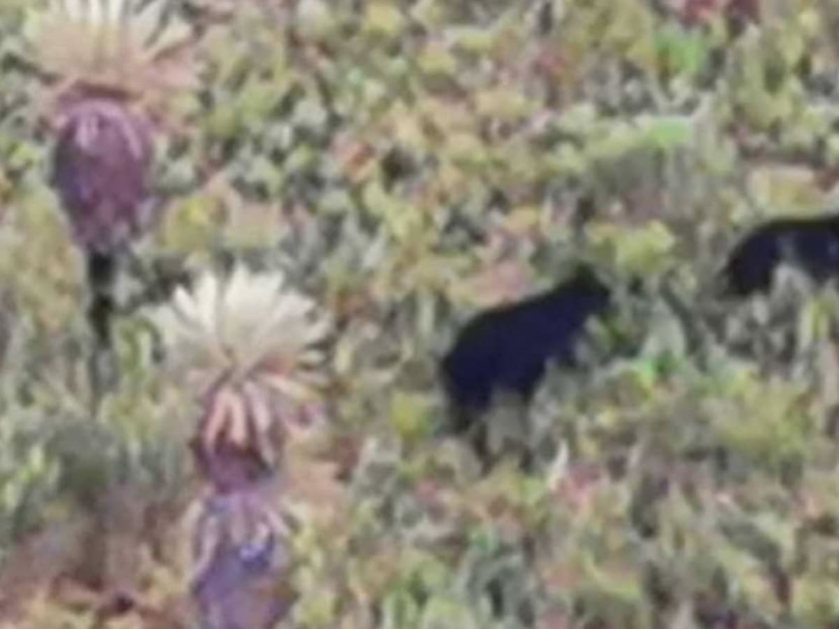 Dos osos andinos fueros vistos en zona de páramo de Gámeza