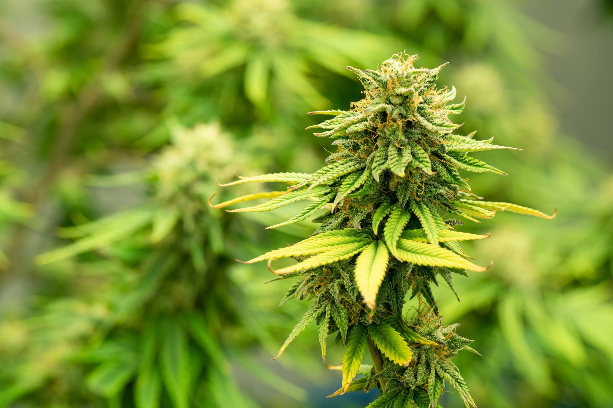 Cannabis. Foto: Getty Images