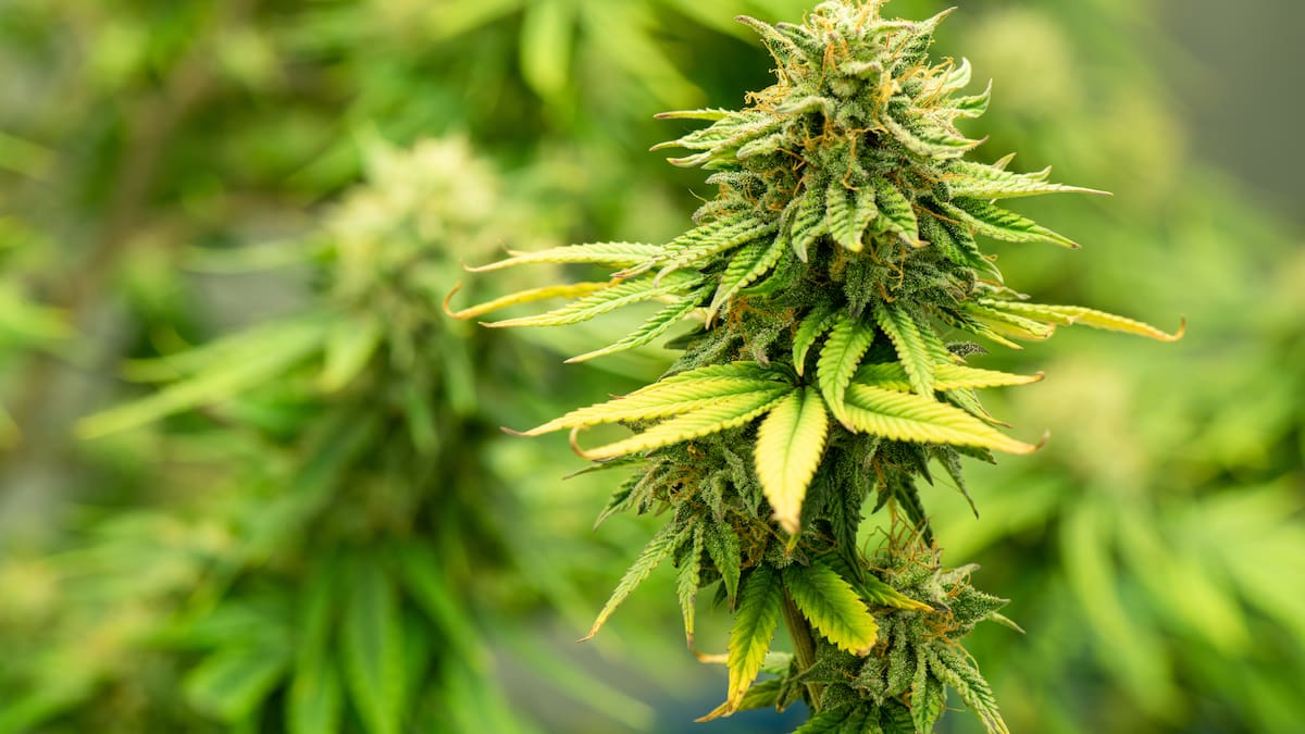 Bogotá destina recursos para proyectos de investigación sobre el cannabis