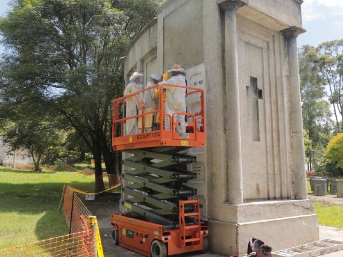 Rescatan 120 mil abejas y 30 mil avispas de un cementerio en Medellín