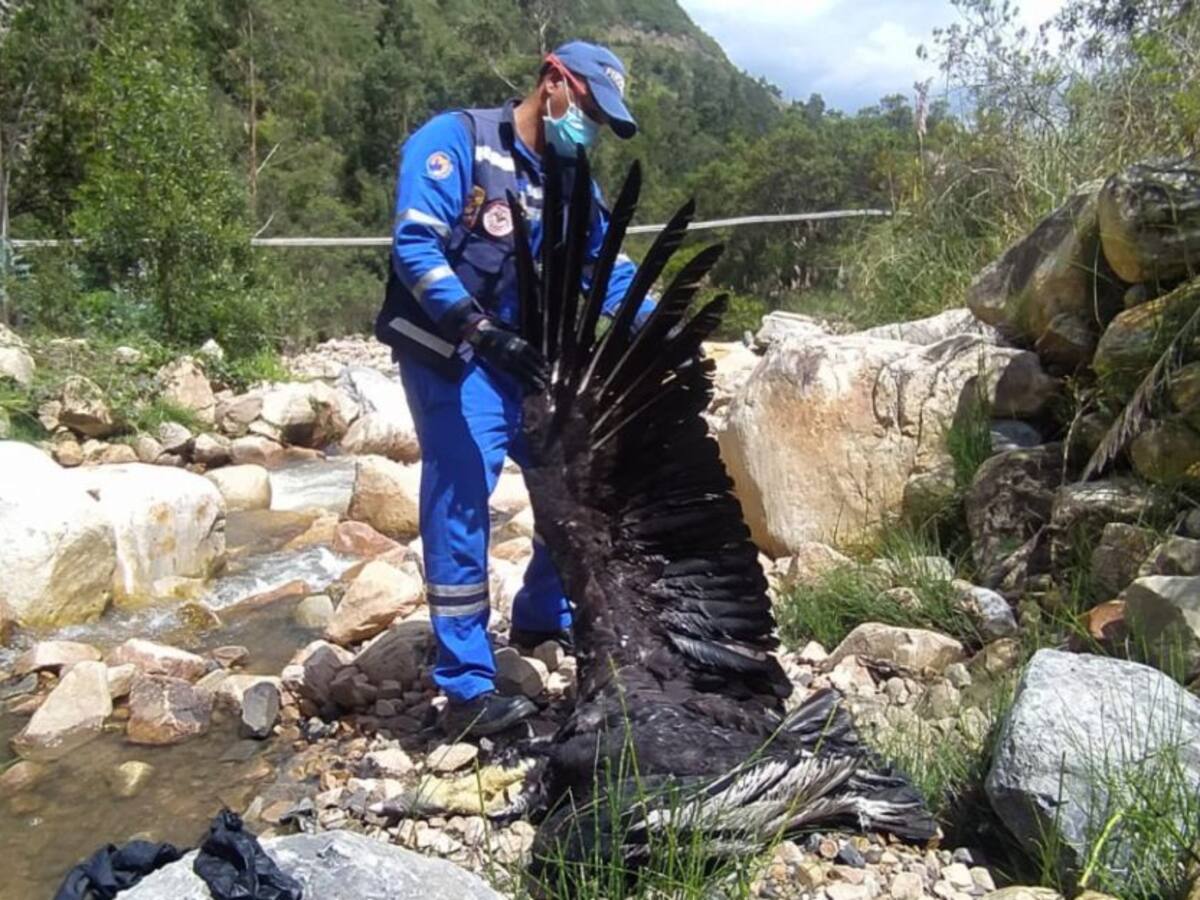 VIDEO: Necropsia revela que cóndor murió por balazo