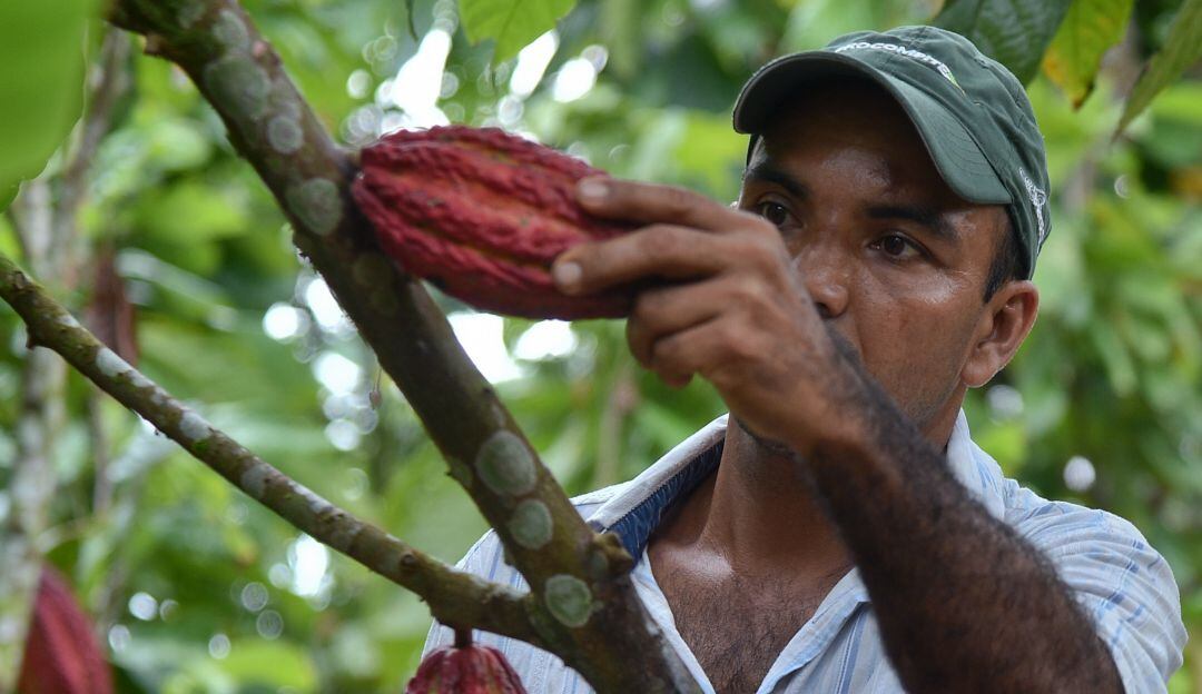 Producción de cacao colombiano