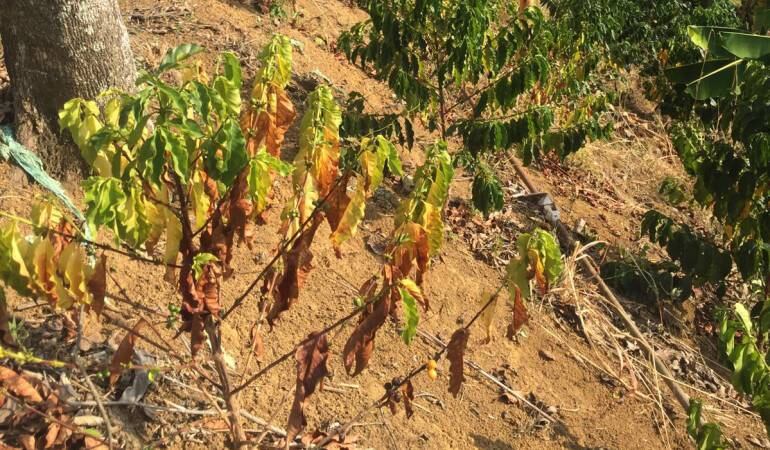 Los cafetales de los municipios del occidente de Risaralda se ven todos averanados y sin flores.