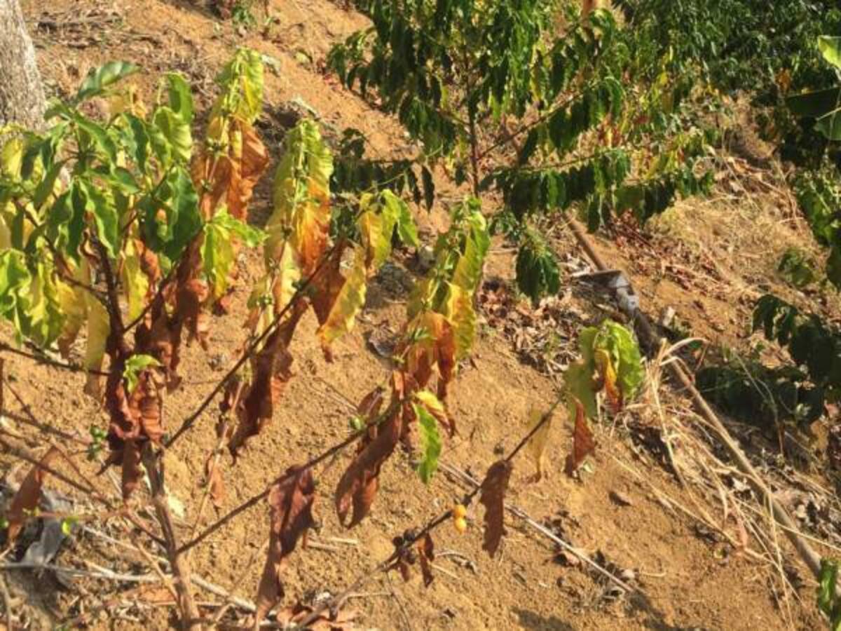 El 80% de los granos de café en Risaralda están averanados y pesando menos