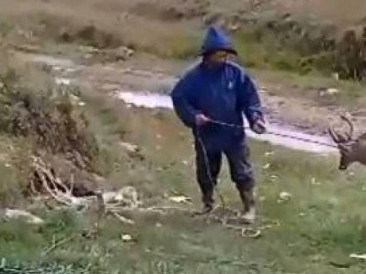 Indignación por caza de venado de cola blanca en el páramo de Santurbán