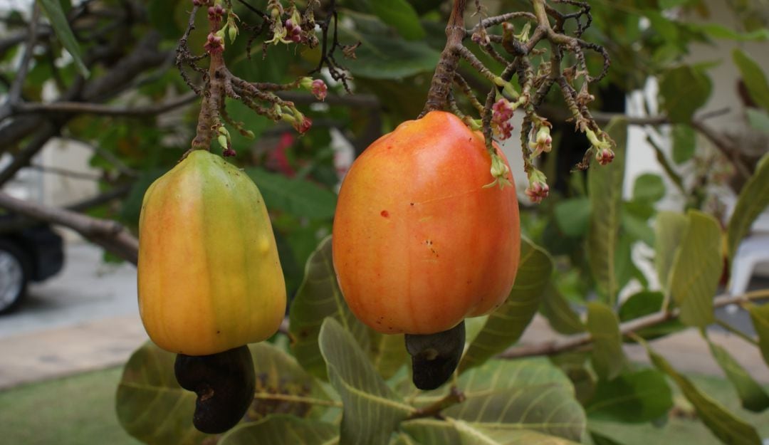 Marañón. De allí se extrae una almendra muy apetecida en el mundo.