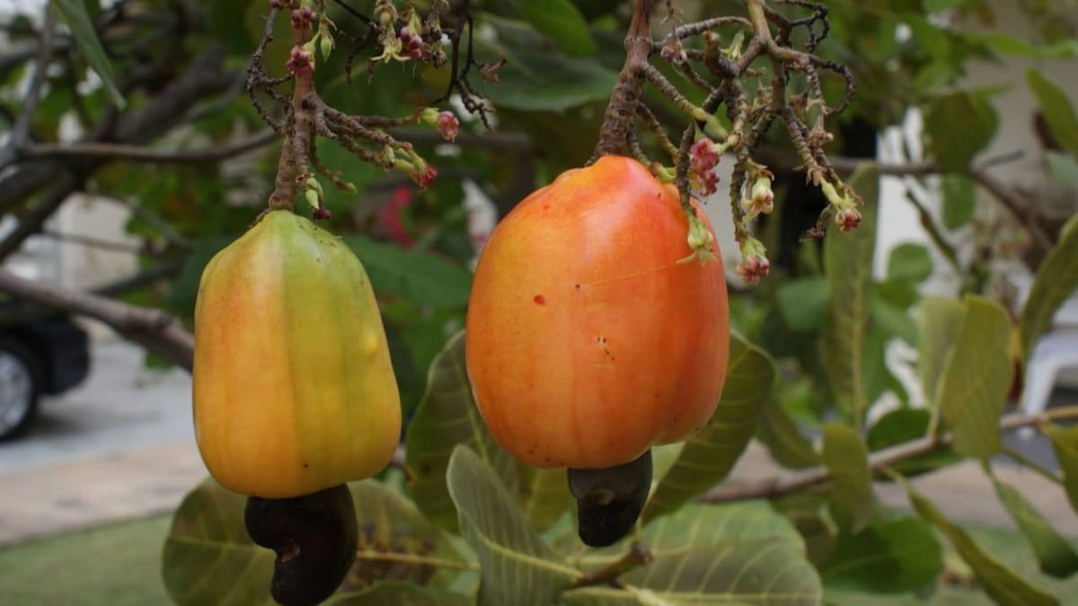 El marañón, una fuente de riqueza que apenas aprovechamos en Colombia
