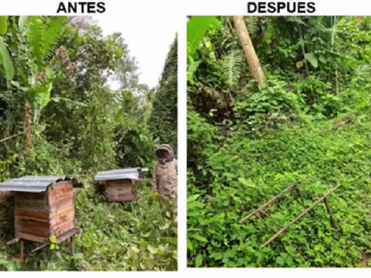 Insólito: Delincuentes se robaron las abejas y la miel de un apiario en Santander