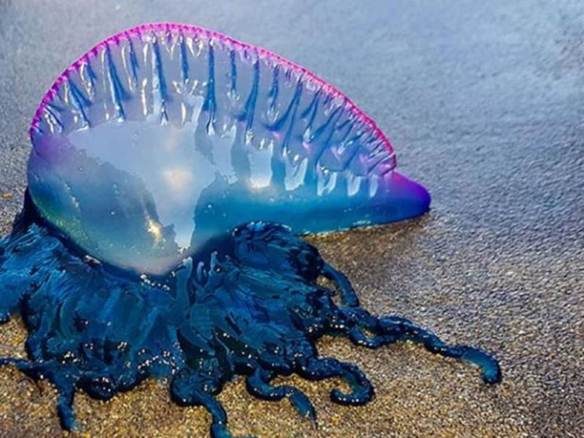 Advierten sobre presencia de fragata portuguesa en playas de La Guajira