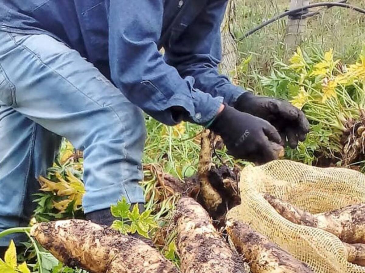 Más de 50 toneladas de arracacha salen diariamente de Cajamarca