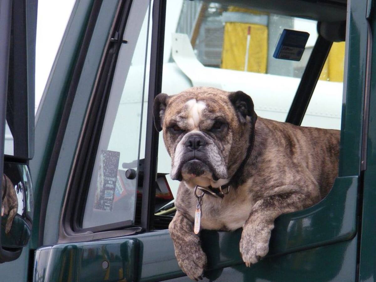 Todo acerca del transporte de Mascotas en Colombia