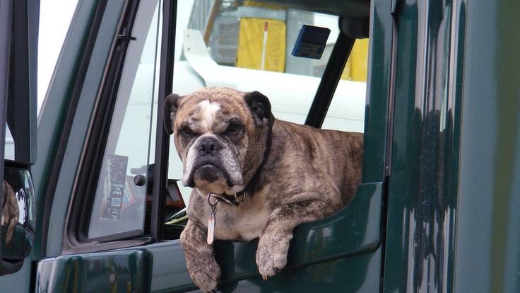 Todo acerca del transporte de mascotas en Colombia