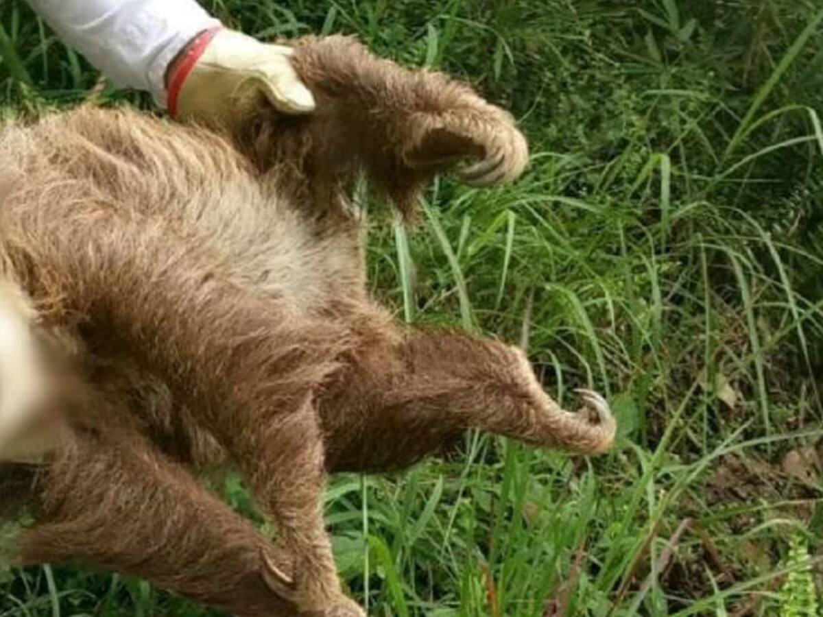 Imputan cargos a hombre que habría matado a oso perezoso