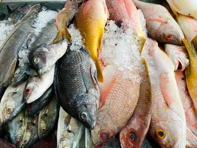 ¿Por qué es peligroso comprar pescado congelado? / Foto: Getty Images.