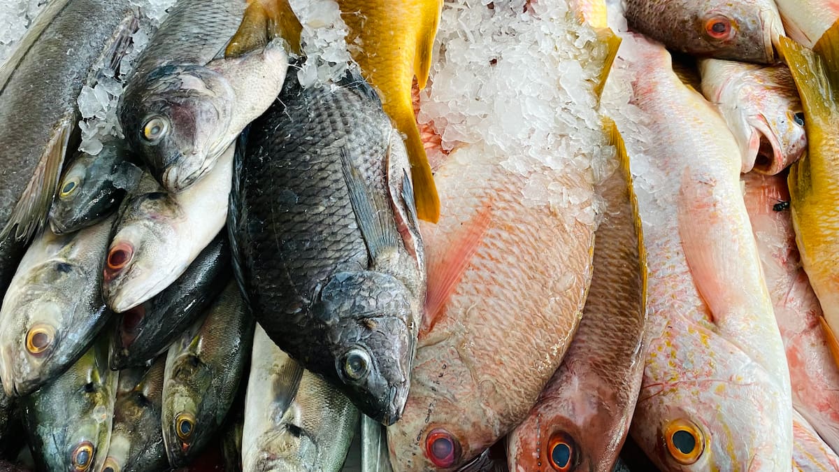 ¿Por qué es peligroso comprar pescado congelado? Experta explicó por qué