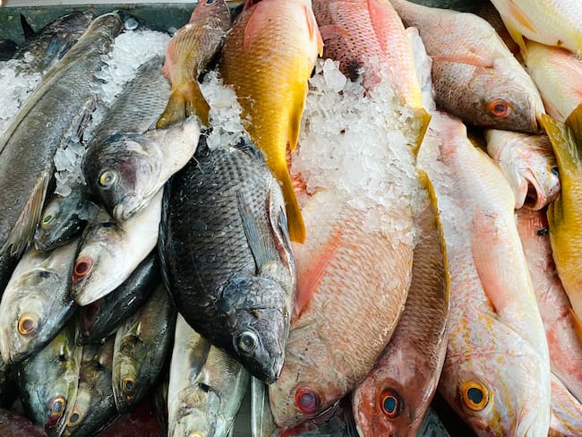 Riesgos de comprar pescado congelado : ¿Por qué es peligroso comprar pescado  congelado? Experta explicó por qué