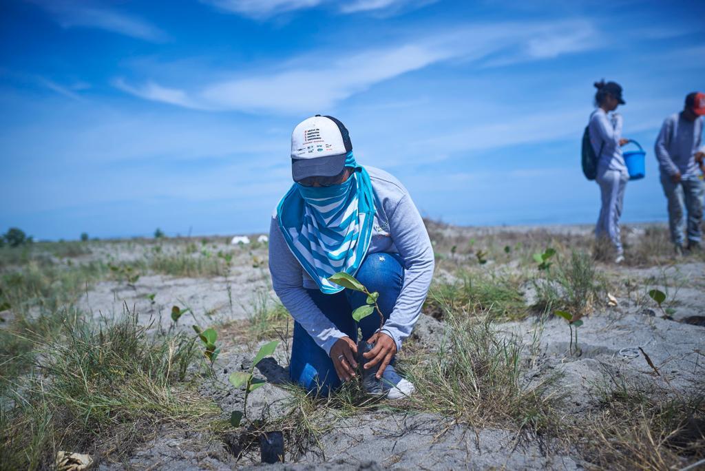 Ministerio de Ambiente y Corpamag lideran siembra de uva playa en Puebloviejo, Magdalena, para mitigar la erosión costera