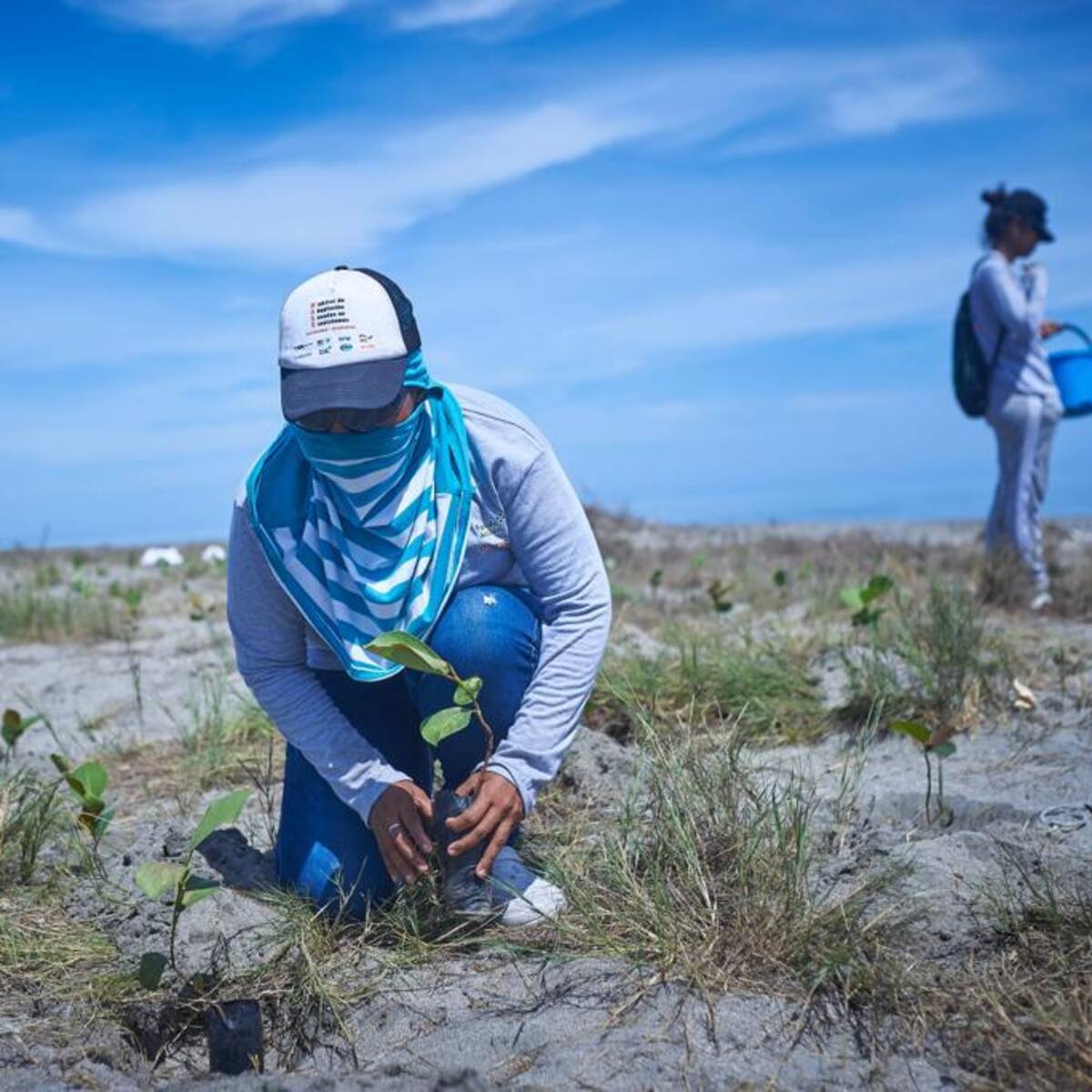 Minambiente lidera siembra de uva playa para mitigar la erosión costera en Puebloviejo