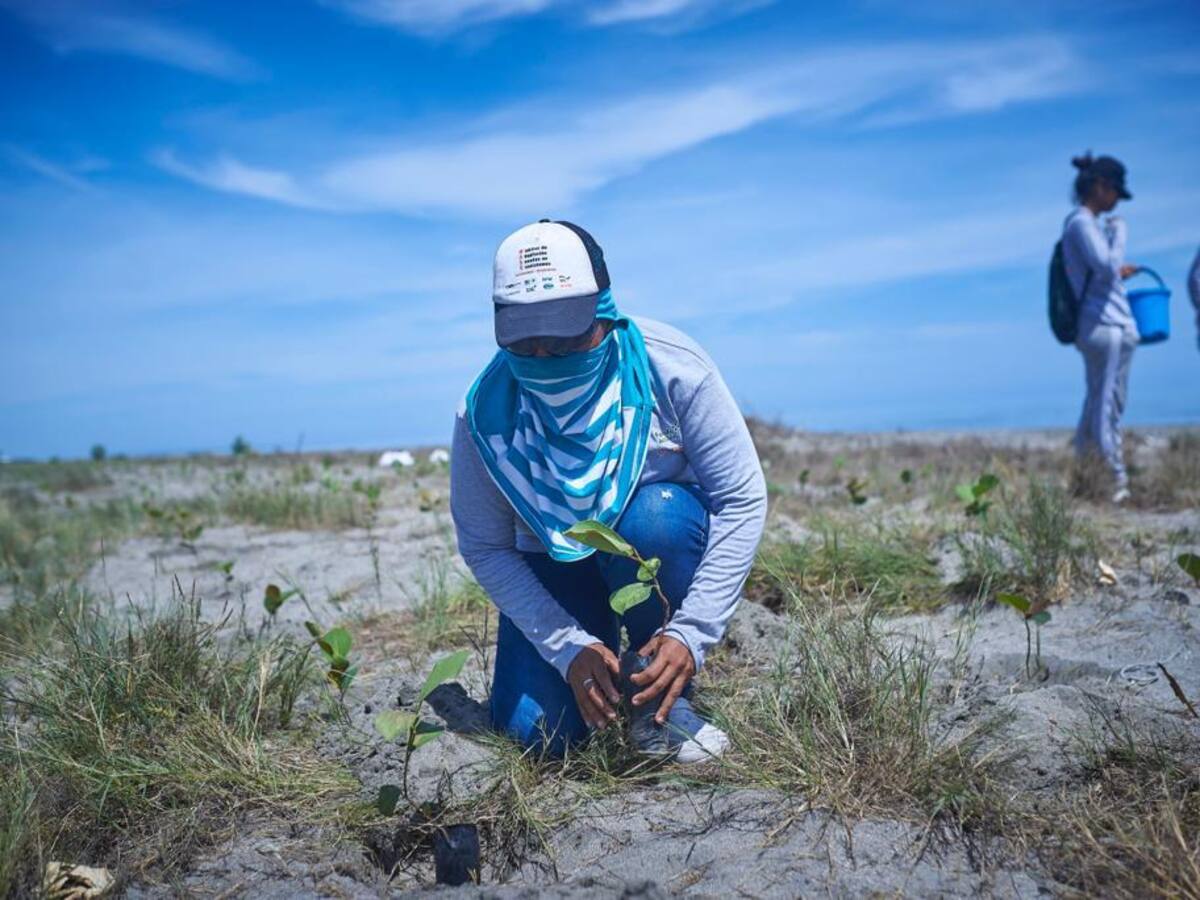 Minambiente lidera siembra de uva playa para mitigar la erosión costera en Puebloviejo