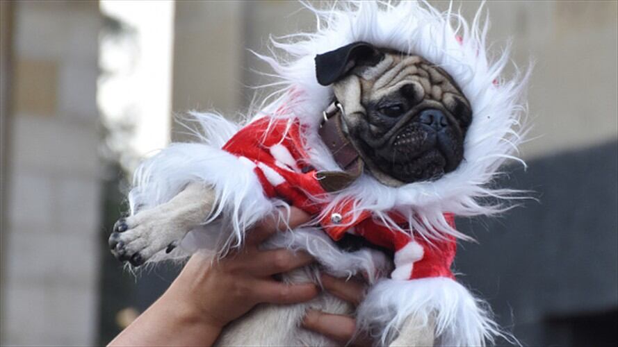 ¿Sus mascotas sufren con la pólvora?. Foto: Getty Images