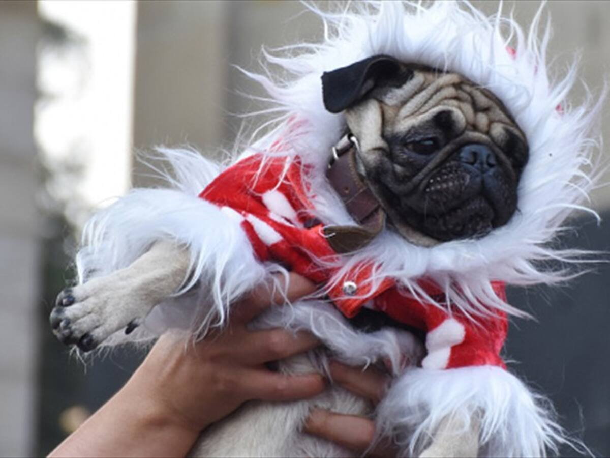 ¿Sus mascotas sufren con la pólvora? Natgeo le tiene la solución