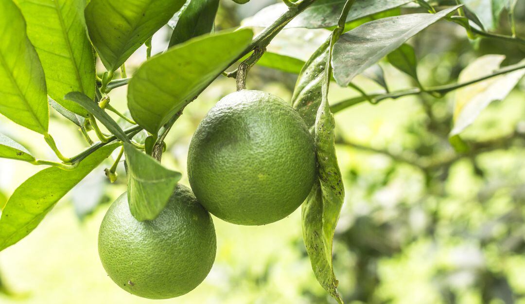Cultivo de limones