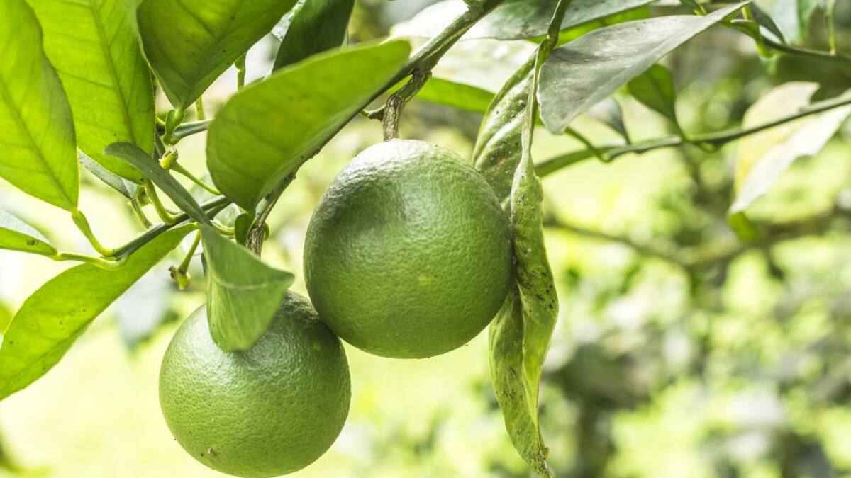 El limón Tahití, otra gran fuente de divisas desde el agro para Colombia
