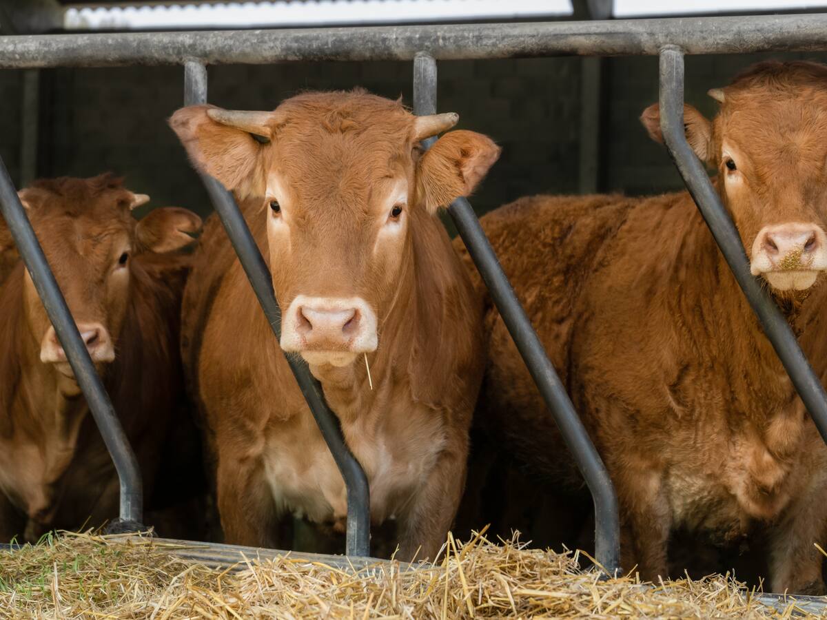 Presunta pirámide ganadera: Fiscalía citó a interrogatorio a Felipe Rocha el 10 de julio