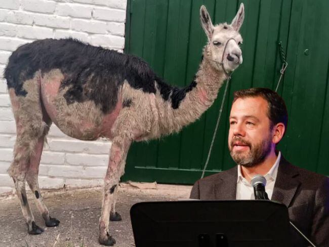 Explotación de llamas en Bogotá: Alcaldía anuncia fuertes medidas. Foto: Alcaldía de Bogotá/EFE/Caracol Radio.